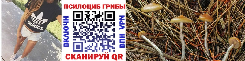МЕГА как зайти как найти закладки Бердск Псилоцибиновые грибы Cubensis